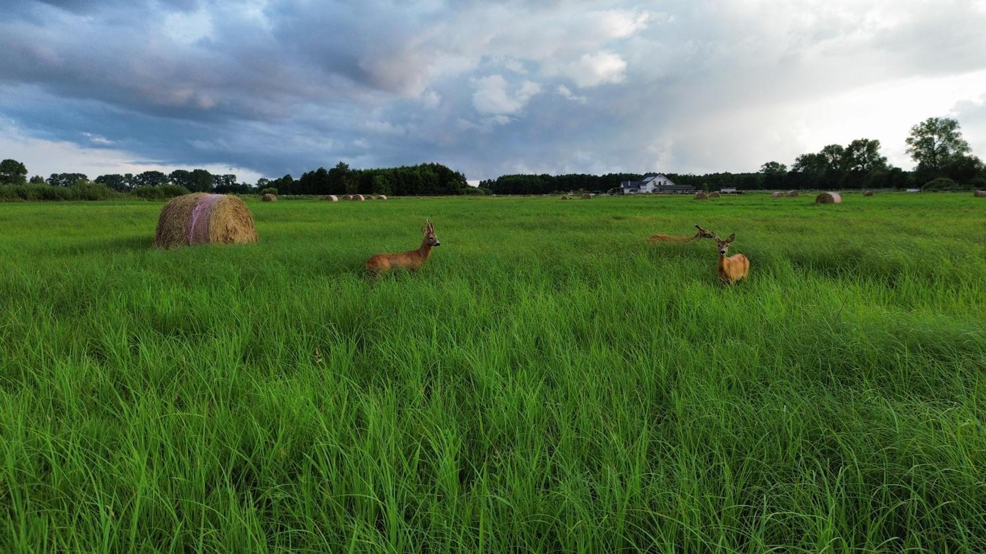 Vila Stajnia Orlowscy Ladzin  Exteriér fotografie