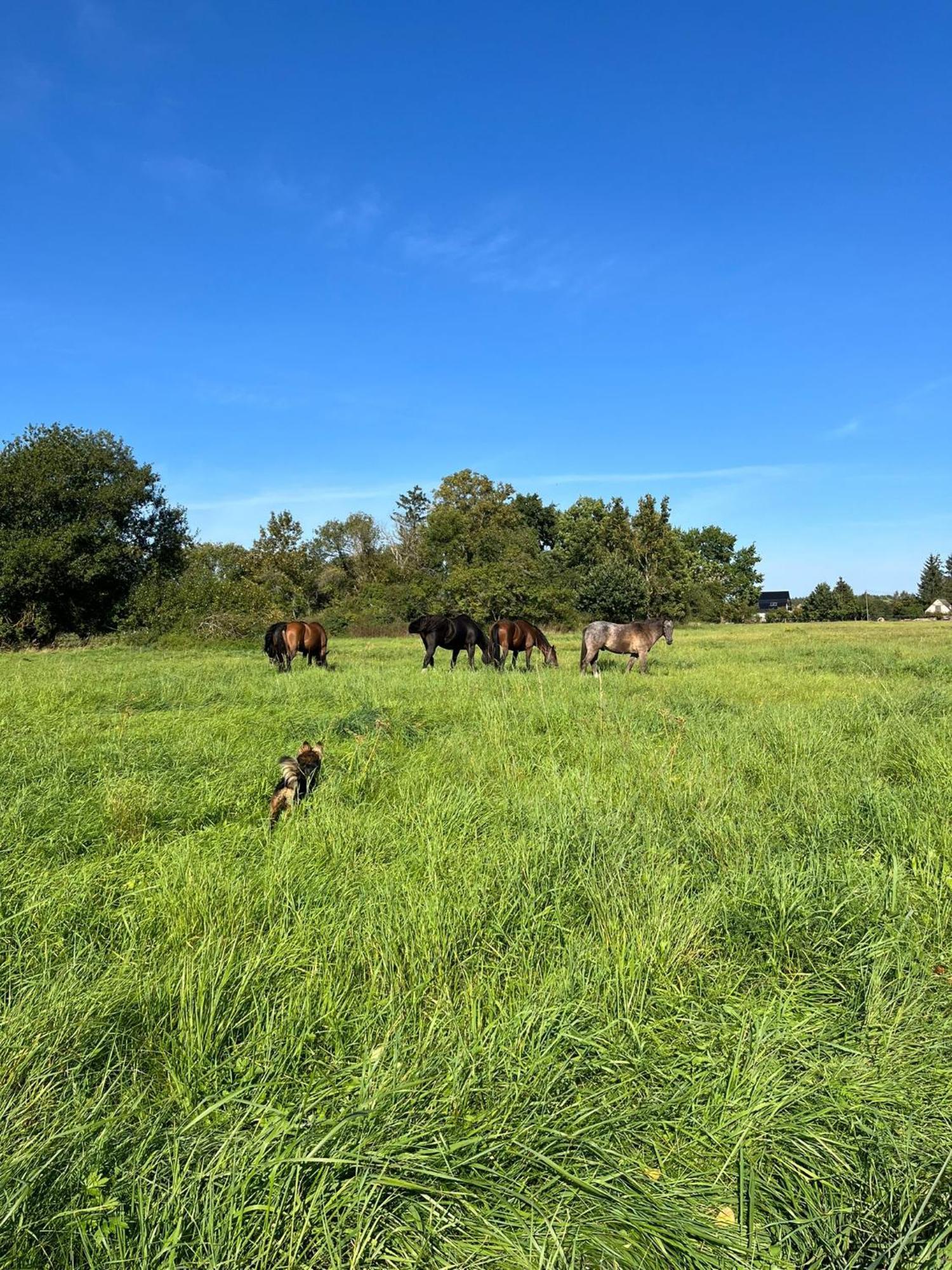 Vila Stajnia Orlowscy Ladzin  Exteriér fotografie