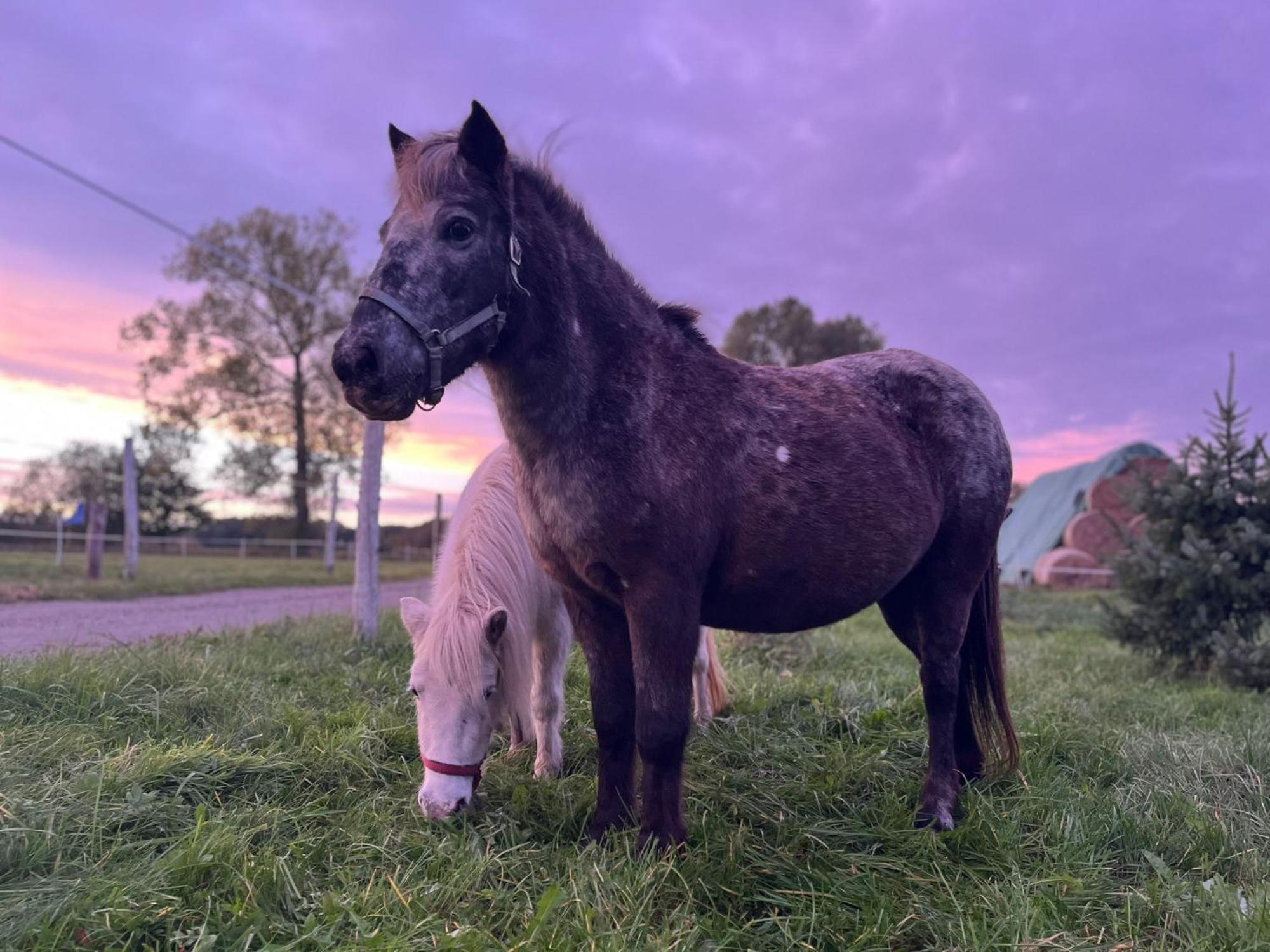 Vila Stajnia Orlowscy Ladzin  Exteriér fotografie